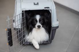 Pet Transfer